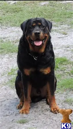 Rottweiler